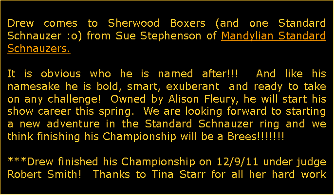 Text Box: Drew comes to Sherwood Boxers (and one Standard Schnauzer :o) from Sue Stephenson of Mandylian Standard Schnauzers.  It is obvious who he is named after!!!  And like his    namesake he is bold, smart, exuberant  and ready to take on any challenge!  Owned by Alison Fleury, he will start his show career this spring.  We are looking forward to starting a new adventure in the Standard Schnauzer ring and we think finishing his Championship will be a Brees!!!!!!!***Drew finished his Championship on 12/9/11 under judge Robert Smith!  Thanks to Tina Starr for all her hard work 